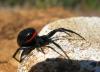 Steatoda paykulliana
